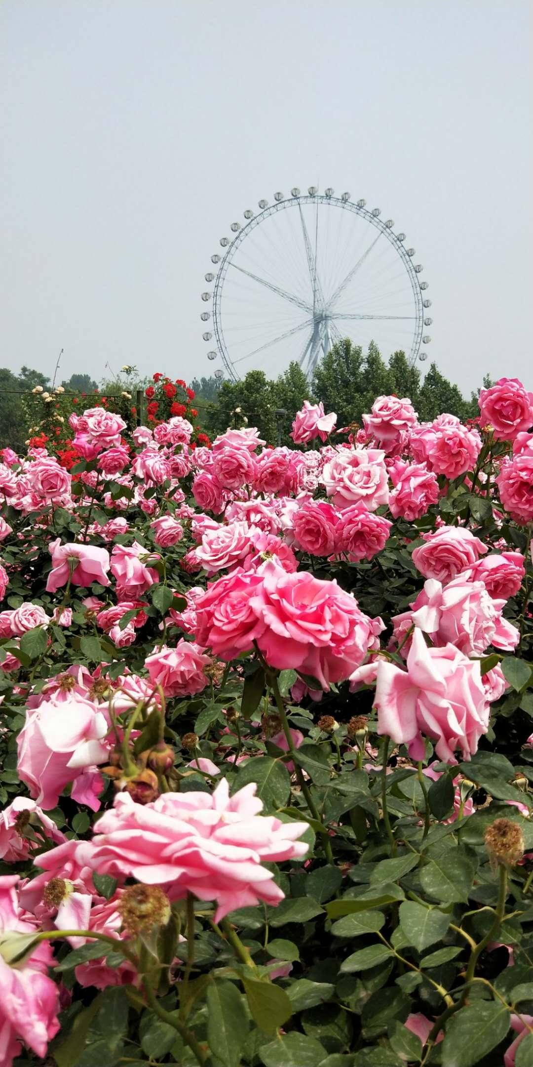 石家庄技能掌握全攻略，初学者与进阶用户的步骤指南